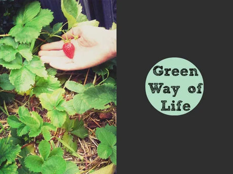 5 moestuintips van gepassioneerde bloggers